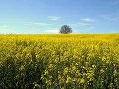 [ 단편 ] 유채꽃밭 : [ - 침묵 여행 - ]