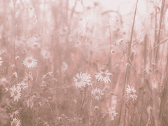 [로찬] 우리에게도 봄은 있다