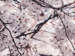 년빵 / 벚꽃나무 아래에는 시체가 묻혀 있다