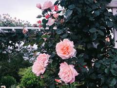 퇴마고 18 xx 김설윤