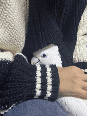 코코의 하루하루