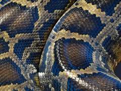 [글] 뱀의 발견(+)