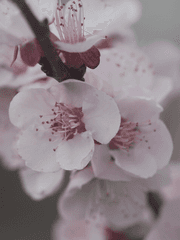 북부대공의 홍매화