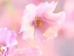 연보아 / XX / 1학년