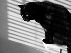 고양이 백현❤️강아지 여주 2