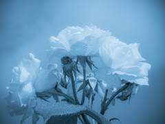 쌍둥이_짧은 꿈