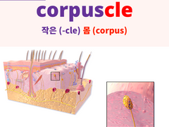 corpuscle, blood corpuscle