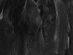 개와 늑대의 시간