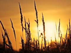 [자하설영]삼세실유법체향유三世實有法體恒有