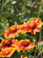 오페라의 유령 드림