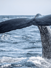 모래사장위 고래