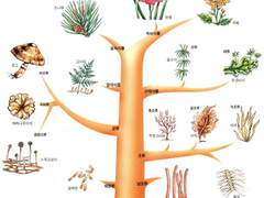 [CoC7th Edition FMS] DNR