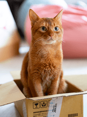 Cat in the box