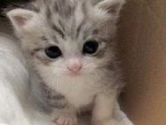 고양이 백현❤️강아지 여주 Talk!💕💖