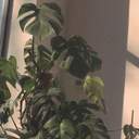 오타쿠집단환각