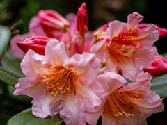 [세븐틴/???] 그 사람