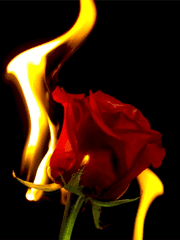 헥스 헤이와이어