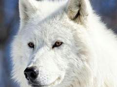 소유와 자유의 아이러니 IV