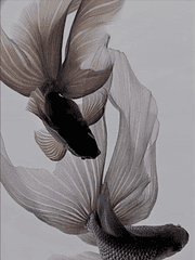 위험한 연애를 시작해 버렸어요..!