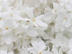 Silenti, 42, 불명.