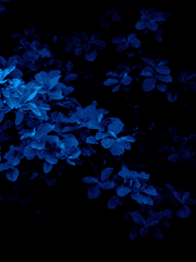 꽃은 웃어도 소리가 없고, 새는 울어도 눈물이 없다