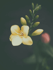 Freesia.