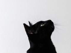 개냥아치 가이드 29(完)