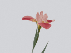 티바트에서 피어나리 6화