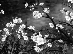 [화산귀환 드림/설매화] 백설