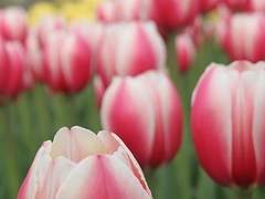 봄이 아닌 봄의 나라 이야기