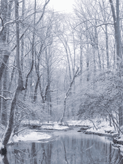 눈 속 푸른 나비