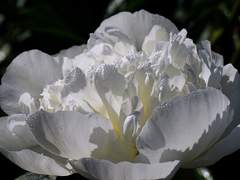 피어나는 계절의 틈