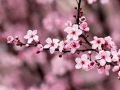 花爛春城 萬化方暢