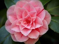 Camellia