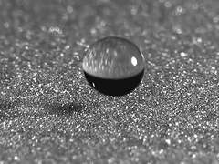 행맨루스터 닭이 먼저인가, 달걀이 먼저인가 7