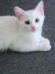 시리우스 블랙의 고양이