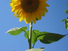 [우성태섭] 해바라기 생장일지