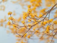 중앙을 다스리는