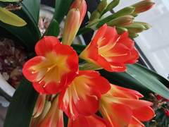 군자란/클라라장