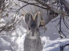 야차 (외전) : 눈토끼 설화