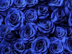 안식을, 몰락을, 그리고 나를.