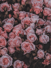 첫날밤의 대공님