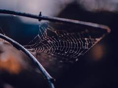 에콰도르의 거미 6