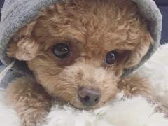 쪼꼬볼 좀 데려가실분