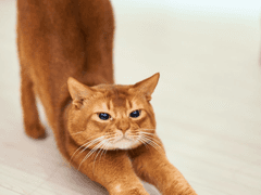 [東四柳 契機 / 냥냥고 / 남성 / 19세]