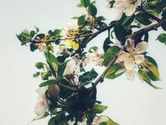 에리카 C. 아이테르 / XX /후플푸프