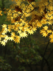 단편글 - 안식 [安息] 