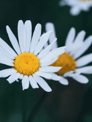 무조림 공방 For 클립스튜디오