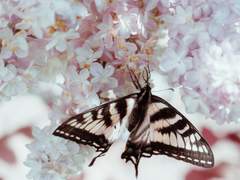 이명헌의 봄 (+명헌태섭)