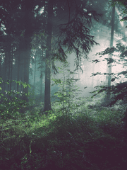 비밀의 숲 팬픽